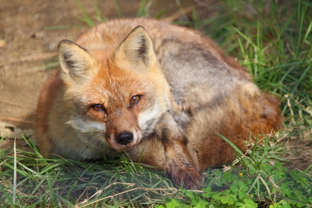 冬眠しない動物 一覧