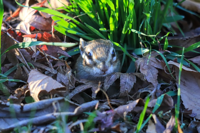 冬眠しない動物 一覧