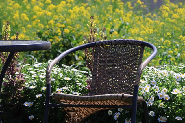 菜の花 庭に植えてはいけない