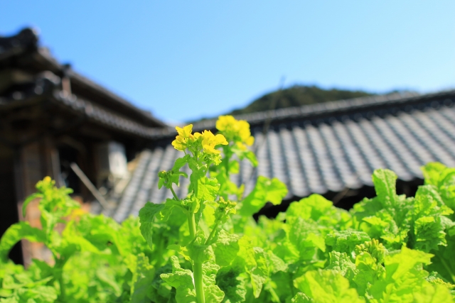 菜の花 庭に植えてはいけない